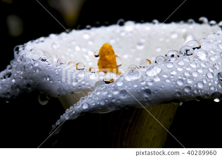 海芋花露珠 海芋花露珠 40289960