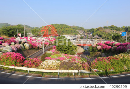 Azalea of Seto Park of Nobuno 40290299
