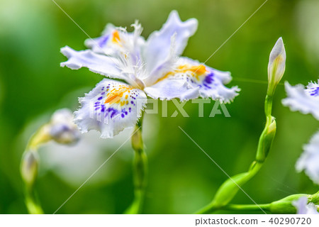 Shaga 40290720
