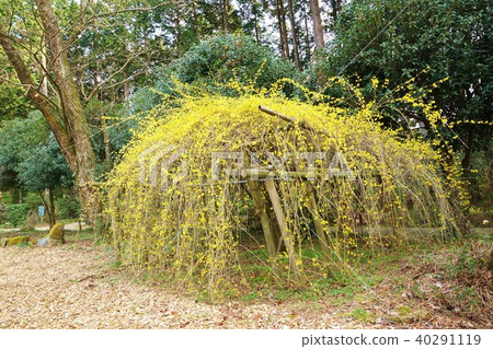 用早春樹和明亮的黃色花朵伸展花枝的連翹 40291119