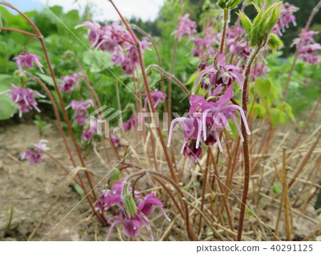 Ikari grass 40291125