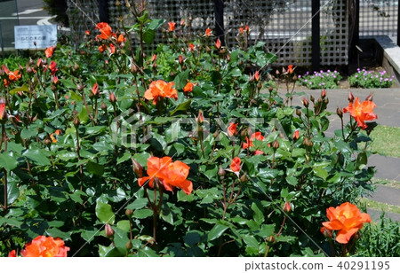 Necktree garden 40291195
