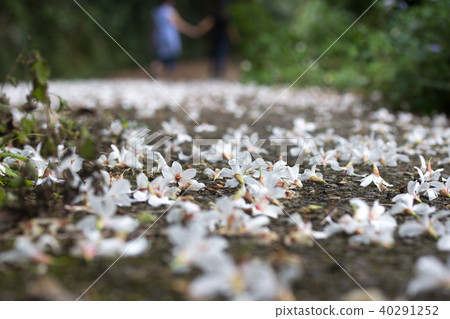 油桐花五月雪 40291252