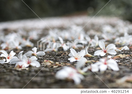 油桐花五月雪 40291254