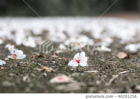 油桐花五月雪 40291256