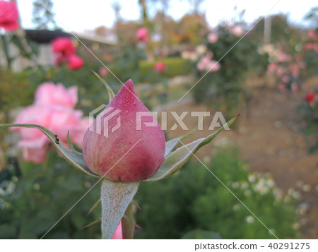 Rose bud getting wet with morning dew Rose bud getting wet with morning dew 40291275