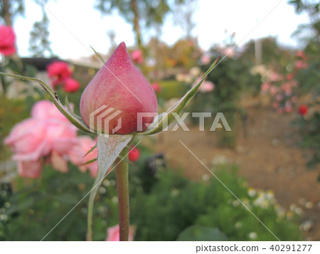 Rose bud getting wet with morning dew Rose bud getting wet with morning dew 40291277