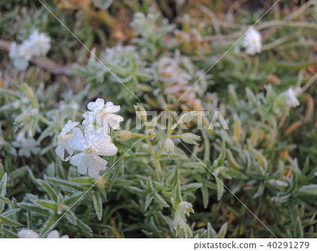 變得白色相當的野花弄濕與早晨露水 變得白色相當的野花弄濕與早晨露水 40291279