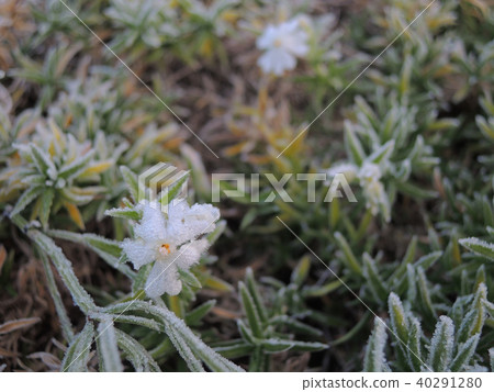 變得白色相當的野花弄濕與早晨露水 變得白色相當的野花弄濕與早晨露水 40291280