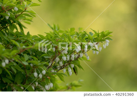 Daeda Dunziae 40291360