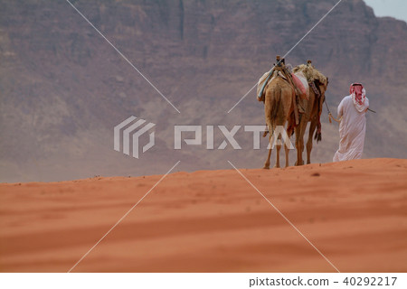Camels in Wadi Rum, Jordan 40292217
