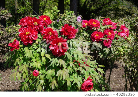 A vivid peony flower 40292350