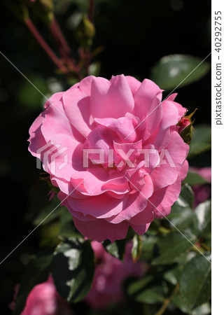 Rose (Royal Bonica) 40292755