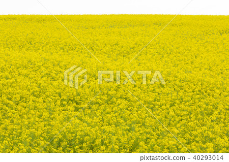 Rapeseed field Rapeseed field 40293014