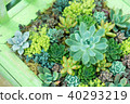 Gardening (succulent plants) 40293219