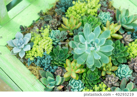 園藝（肉質植物） 40293219