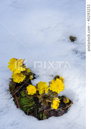 Flower that tells spring 40293251