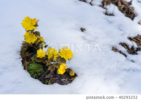 Flower that tells spring 40293252
