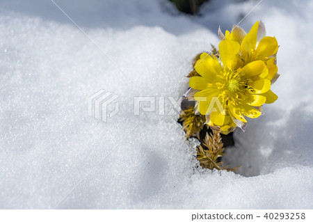 Flower that tells spring 40293258