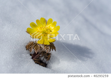 Flower that tells spring 40293259