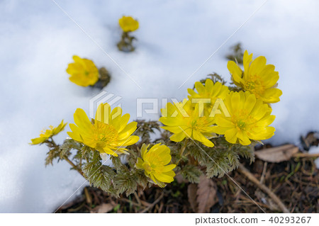Flower that tells spring Flower that tells spring 40293267