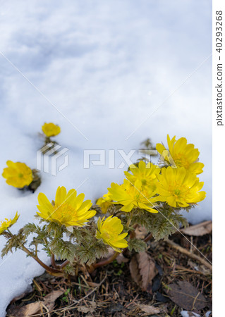 Flower that tells spring Flower that tells spring 40293268