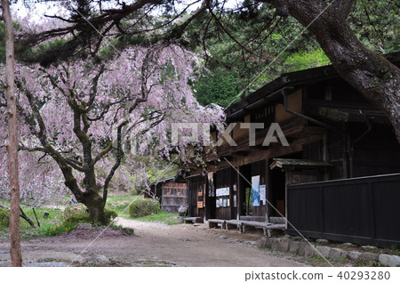 Nakayama Road 1 Ishizuchi Stand Tea House in Spring 40293280
