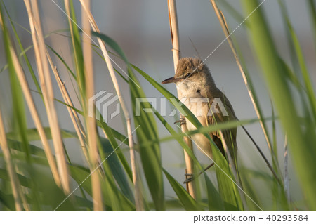 Summer bird Summer bird 40293584