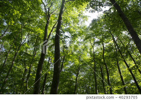 美麗的森林 美麗的森林 40293705
