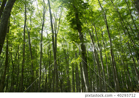 美麗的森林 美麗的森林 40293712