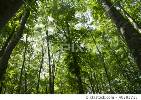  Beautiful forest 40293713