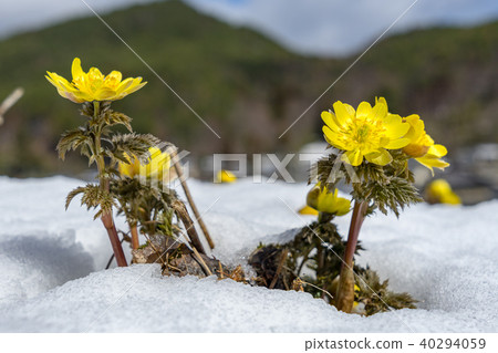 Akageda Fukujuso Community Area Matsumoto City, Nagano Prefecture 40294059