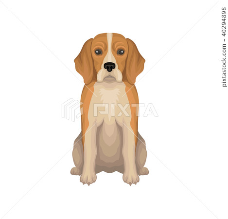 Colorful Illustration Of Beagle Small Breed Of Stock