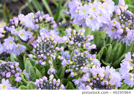Primrose flowers blooming in the spring garden Primrose flowers blooming in the spring garden 40295964