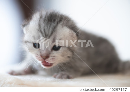 Cute baby kitten on cat tower Cute baby kitten on cat tower 40297157