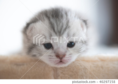 Cute baby kitten on cat tower Cute baby kitten on cat tower 40297158