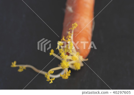 carrot on a dark background leaves 40297605