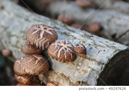 Shiitake mushroom 40297626
