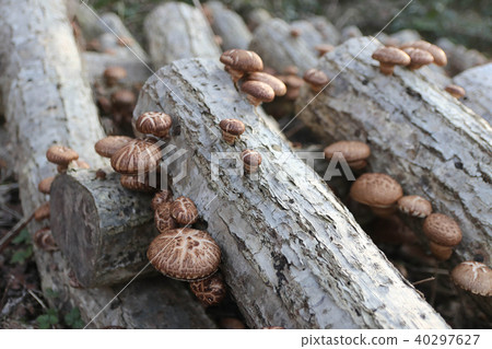 香菇 40297627