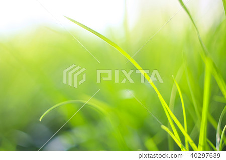 Abstract natural backgrounds with beauty bokeh Abstract natural backgrounds with beauty bokeh 40297689