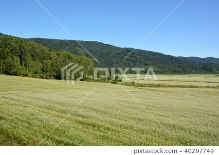 蕎麥田 蕎麥田 40297749