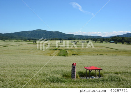 Buckwheat field Buckwheat field 40297751