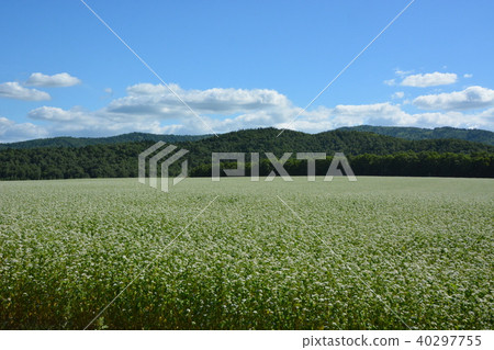 蕎麥田 40297755
