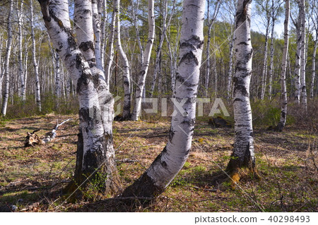  Shirakaba Nagano Prefecture Yachiho Town 40298493