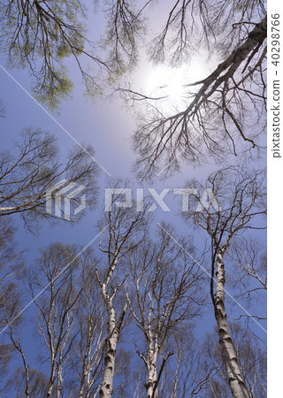 Shirakaba長野縣八千穗鎮 Shirakaba長野縣八千穗鎮 40298766