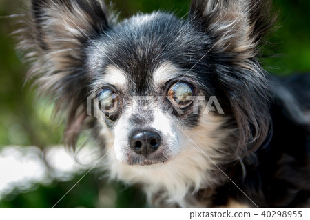 Senior dog Chihuahua 40298955