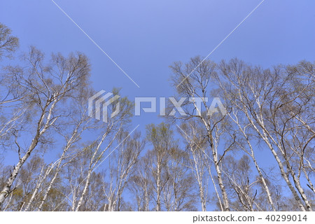  Shirakaba長野縣八千穗鎮 40299014
