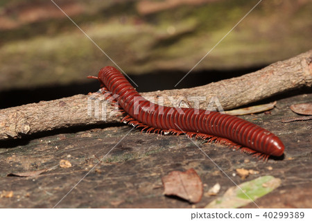 The millipede on branch The millipede on branch 40299389