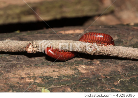 The millipede on branch. The millipede on branch. 40299390