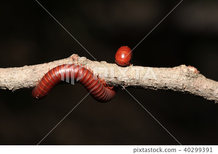 The millipede on branch The millipede on branch 40299391